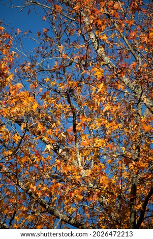 Yellow, orange, and red leaves during the autumn season