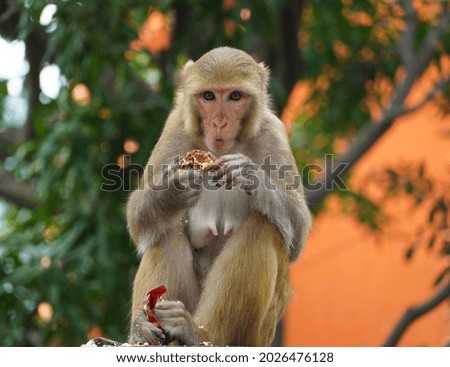 Monkey eating food in the forest 