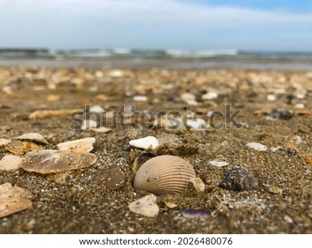 Picture of seashells on the beach, focus on cockle shell, the background of the sky and the sea with the waves crashing against the shore