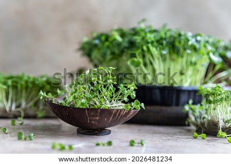Close up of arugula microgreen. Organic superfood concept. Healthy lifestyle. Selective focus. Royalty-Free Stock Photo #2026481234