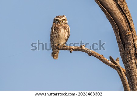 Spotted Owl sitting on a tree against blue sky