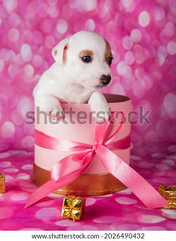 Cute jack russel terrier puppy in a pink present box isolated on a pink background.