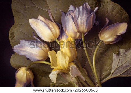 yellow tulips and a large botanical leaf on a black background, studio shot. 