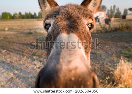 Funny donkey face and nose closeup, selective focus of eyes with blurred rural area.