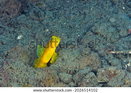 A picture of a yellow shrimp goby in the sand