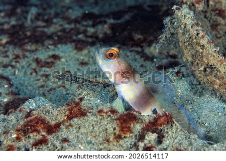 A picture of a broad banded shrimp goby in the sand