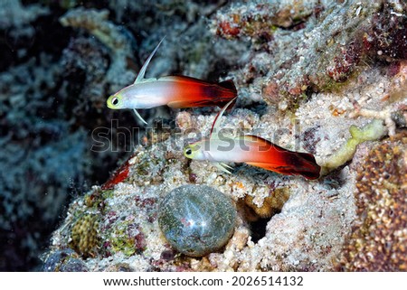 A picture of a beautiful red fire goby