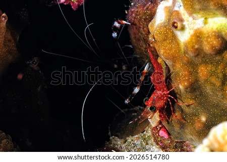 A picture of a beautiful Hingebeak Shrimp