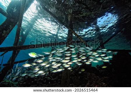 A picture of schools of fishes under the jetty
