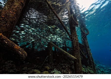 A picture of schools of fishes under the jetty