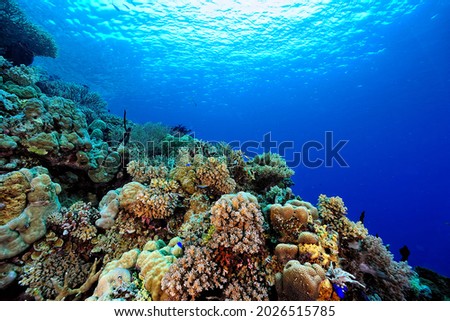A beautiful picture of an healty coral reef