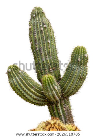 Giant Saguaro Cactus Tree, Isolated On A White Background Royalty-Free Stock Photo #2026518785