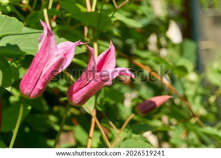 Closeup of a red Clematis texensis, commonly called scarlet leather flower or Princess Diana. A climbing vine in the buttercup family. Royalty-Free Stock Photo #2026519241