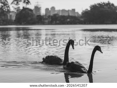 São Paulo, SP, Brazil - Two swans at the lake ibirapuera's with trees in the background and a big lake in the ground, in São Paulo. City, tourism