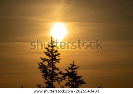 Christmas tree on the background of the setting sun in the mountains