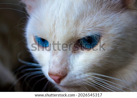 A large white cat with blue eyes close-up. A pet with a long mustache. High quality photo