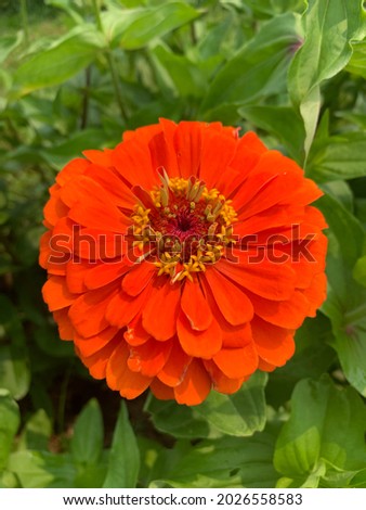 Picture of an orange zinnia