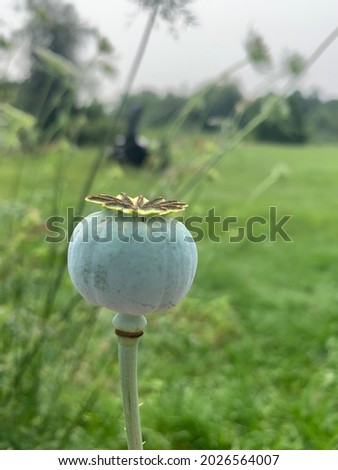 A picture of a poppy pod in the garden