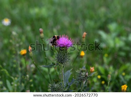 A hard worker - a furry bumblebee unexpectedly flew to a purple thistle flower in a clearing in a city park, a summer day with light clouds.
