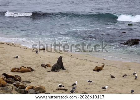 Two sea lions heading into the ocean and others sleeping on the sand.