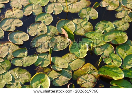liliy water plant on lake