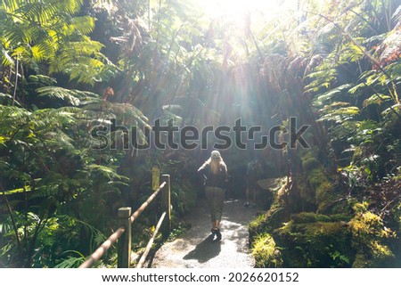 A Pathway through a jungle