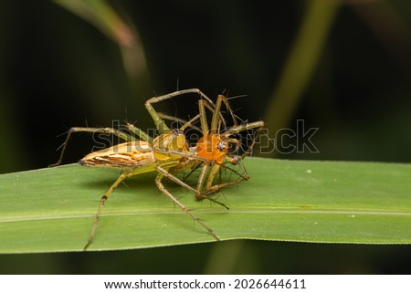 female lynx spider biting male spider
