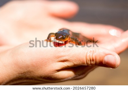 Hands Holding Orange Belly Salamander