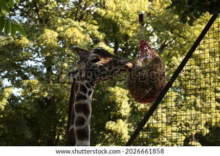 giraffe eating grass from the feeder