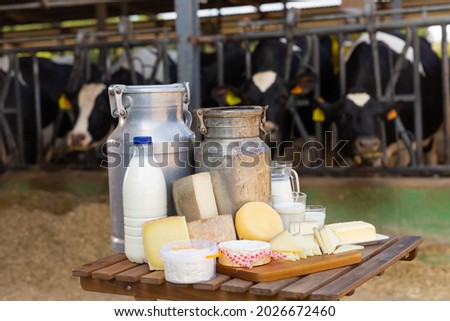 Aluminum can and glass decanter with milk, fresh curd and various cheeses on table standing in outdoor cowshed. Production of dairy products