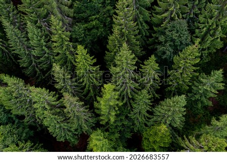 Black Forest aerial treetop view from a suspension bridge in Bad Wildbad Germany on a summer evening. European silver fir trees (Abies alba). Wide angle perspective. Royalty-Free Stock Photo #2026683557