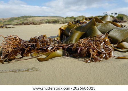 Seaweed on the beach in Southern ocean Royalty-Free Stock Photo #2026686323