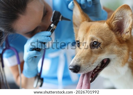 Veterinarian examines dog auricle closeup. Diseases of ears in dogs Royalty-Free Stock Photo #2026701992