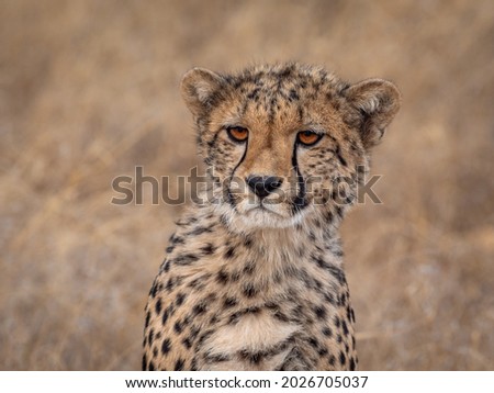 Cheetah cub up close portrait