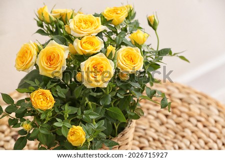 Beautiful yellow rose in pot near color wall