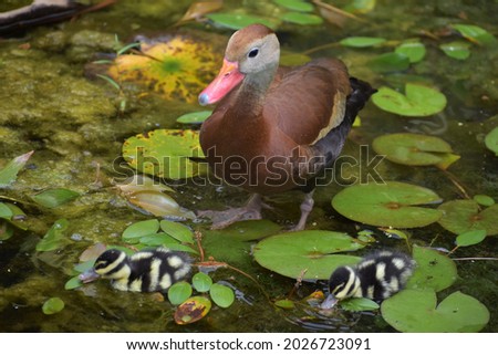 2 ducklings and mother duck playing in the water