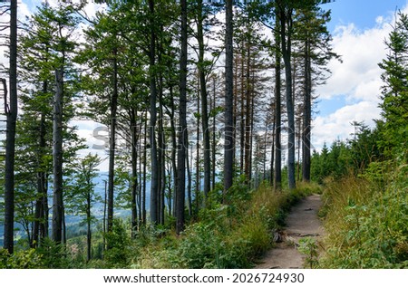 Stone mountain road among trees