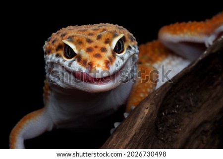 Leaopard gecko closeup head with black background, Tomato gecko closeup head, animal closeup Royalty-Free Stock Photo #2026730498