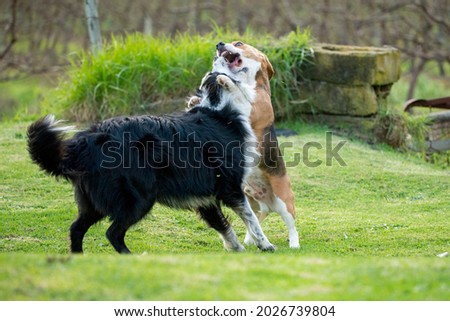 photo of two dogs playing