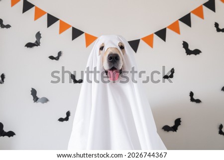 A happy dog in a ghost costume sits on a white background with bats. Halloween Golden Retriever. The concept of a scary and cheerful holiday. Royalty-Free Stock Photo #2026744367