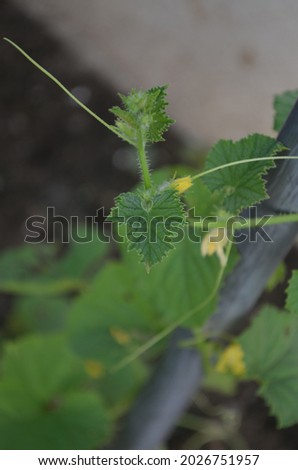 The Cucurbitaceae, also called cucurbits or the gourd family, are a plant family consisting of about 965 species in around 95 genera. Annual vine. Yellow flower. Hairy stems.