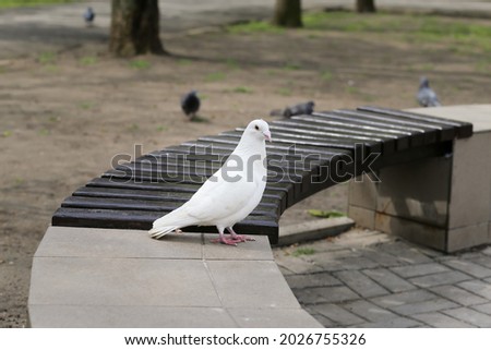 White dove with a roof plan on the street. Alone among strangers. The dove is a symbol of peace, tranquility and faith. The concept of kindness and reconciliation. No war and quarrels.