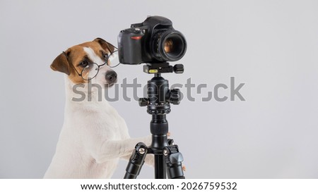Dog jack russell terrier with glasses takes pictures on a camera on a tripod on a white background