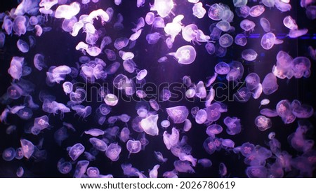  beautiful jellyfish picture wallpaper image