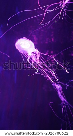  beautiful jellyfish picture wallpaper image