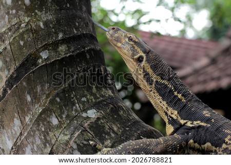 Monitor lizards are large lizards in the genus Varanus. They are native to Africa, Asia, and Oceania, and one species is also found in the Americas as an invasive species.