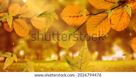 Composition of leaves falling over autumn park scenery. nature, seasons, autumn and colour concept digitally generated image.