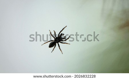 Small spider on a window pane against a light sky background. tiny spider insect. isolated on light. predator on the hunt. macro photo. spider bottom view