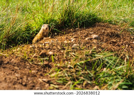 European ground squirrel. In Slovakia one place exists with hundreds and maybe thousand of these small animals.