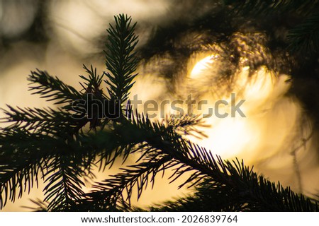 Christmas tree on the background of the setting sun in the mountains